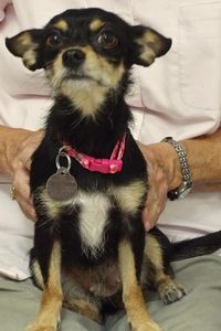 Picture of Ebony