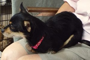 Picture of Ebony