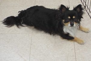 Picture of Harley