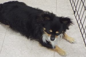 Picture of Harley