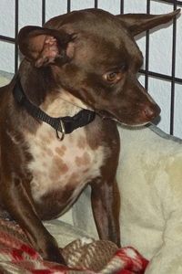 Picture of Harper