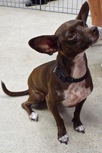 Picture of Harper