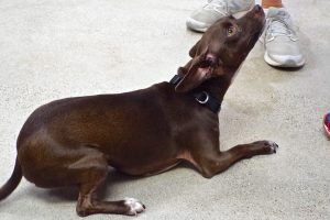 Picture of Harper