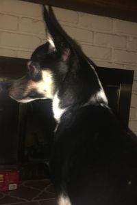Picture of Jackson