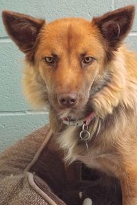 Picture of Kimber