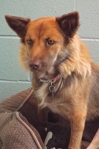 Picture of Kimber