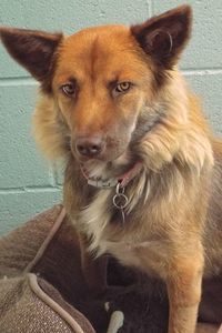 Picture of Kimber