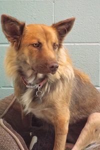 Picture of Kimber