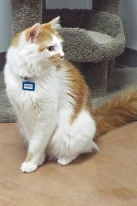 Picture of Kimo
