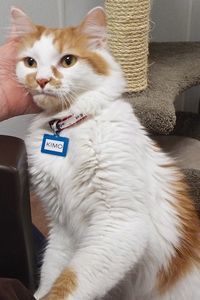 Picture of Kimo