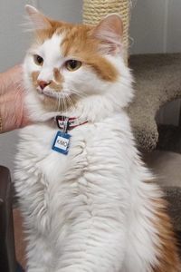 Picture of Kimo