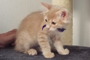Picture of Loafer