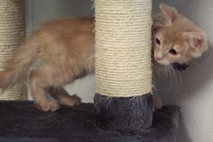 Picture of Loafer