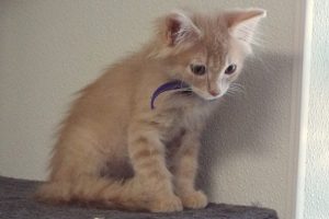 Picture of Loafer