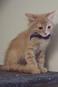 Picture of Loafer