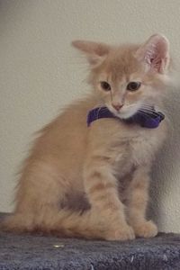 Picture of Loafer