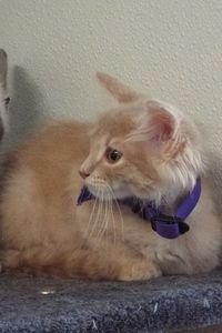 Picture of Loafer