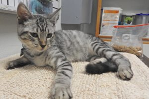 Picture of Lucas