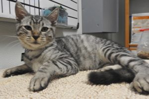 Picture of Lucas