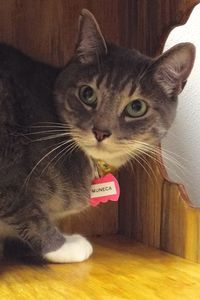 Picture of Muneca