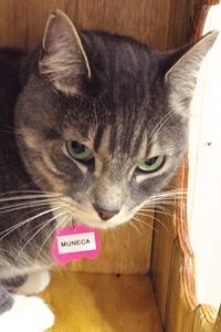 Picture of Muneca
