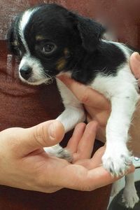 Picture of Powder Puff
