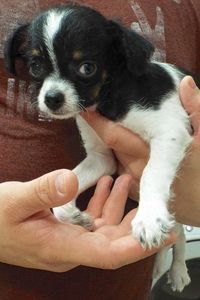 Picture of Powder Puff