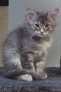 Picture of Ravioli