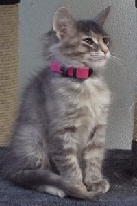 Picture of Ravioli