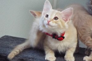 Picture of Rotini