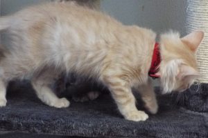 Picture of Rotini