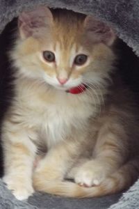 Picture of Rotini