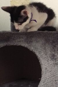 Picture of Spats