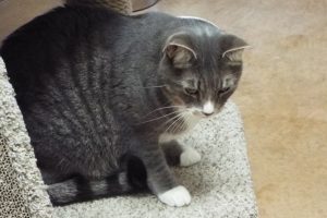 Picture of Tigre