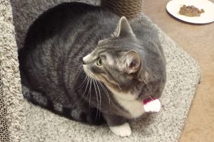 Picture of Tigre