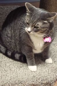 Picture of Tigre