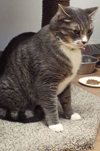 Picture of Tigre