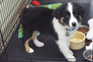 Picture of Ziggy