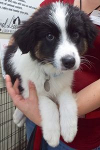 Picture of Ziggy