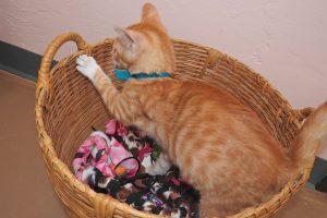 Picture of Amado