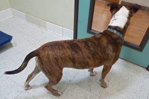 Picture of Bentley