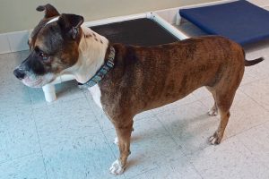 Picture of Bentley