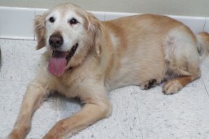 Picture of Buddy