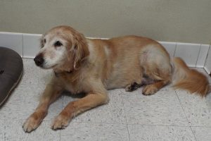 Picture of Buddy