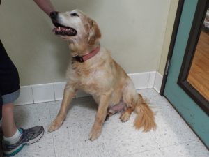 Picture of Buddy