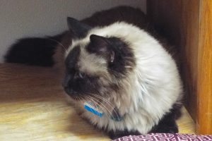Picture of Buttercup