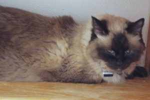 Picture of Buttercup