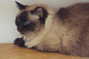 Picture of Buttercup