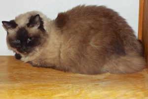 Picture of Buttercup