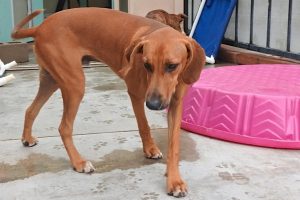 Picture of Copper
